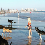 dog_beach_coronado