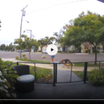 dog walk ring video 2