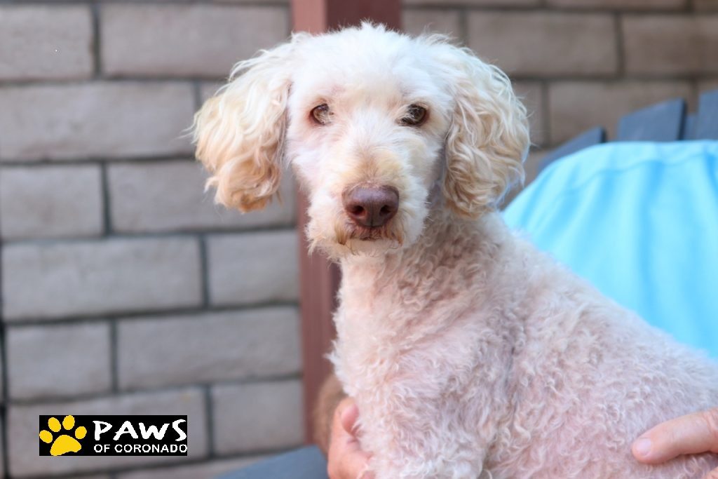 10.17.18 paws of coronado pet of the week mako a poodle for adoption