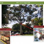 Spreckels Tree Removal