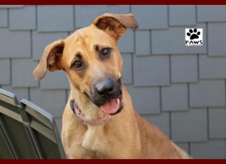 pet of the week 12.19.18 becky a black mouth cur for adoption from paws of coronado
