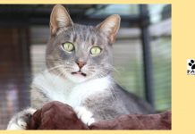12.12.18 paws of coronado pet of the week brady a grey tabby cat for adoption