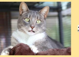 12.12.18 paws of coronado pet of the week brady a grey tabby cat for adoption