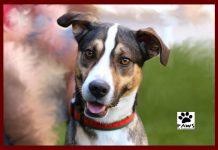 kobe a shepherd dog for adoption from paws of coronado is the pet of the week 12.05.18