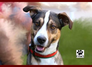 kobe a shepherd dog for adoption from paws of coronado is the pet of the week 12.05.18