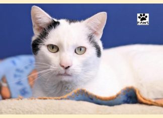 Pet of the Week | Simon a Gentleman of a Cat for Adoption paws of coronado pet of the week 12.26.18 simon a cat for adoption