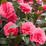 Camellias