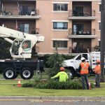 orange ave median trees