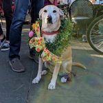 easter bonnet yappy hour