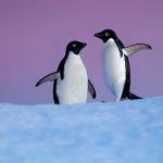 g_disneynaturepenguins_07_17789_7a8ec541