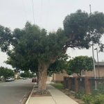 Blue Gum tree Removal