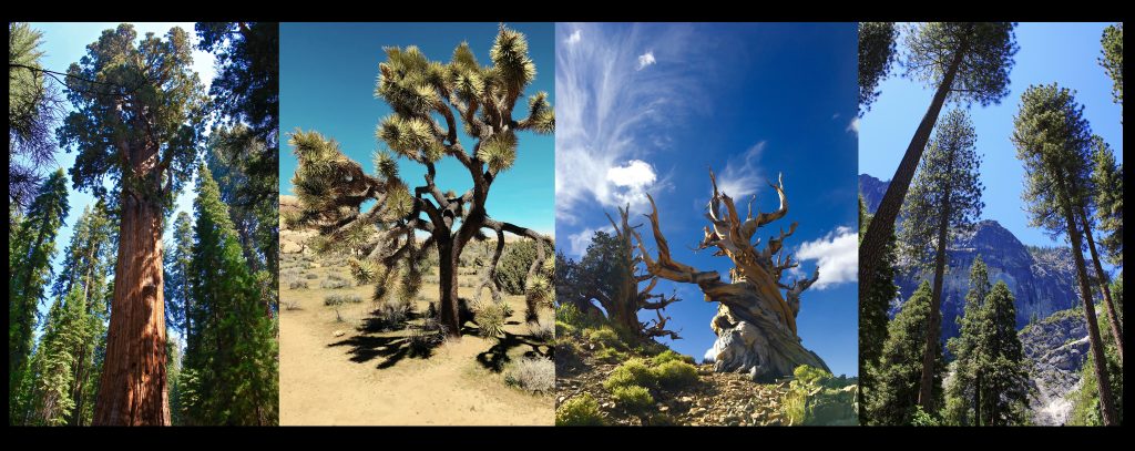 Sierra Trees, 3 images by Andrea Kade
