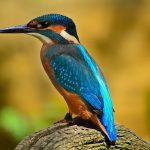 kingfisher-bird