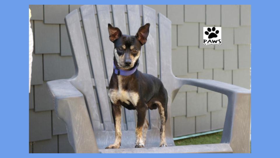 miniature pinscher with chihuahua