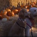 pumpkin patch surfs up studios video