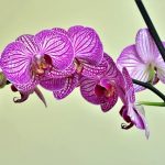 orchid flower