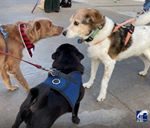 PAWS and the City of Coronado Celebrate Five Year Partnership