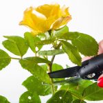 rose-pruning