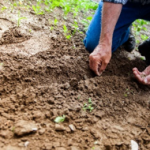 Sharp gardening class