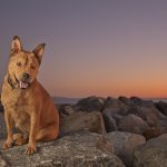 Bodie_CoronadoShores_DogFriendlyCoronado