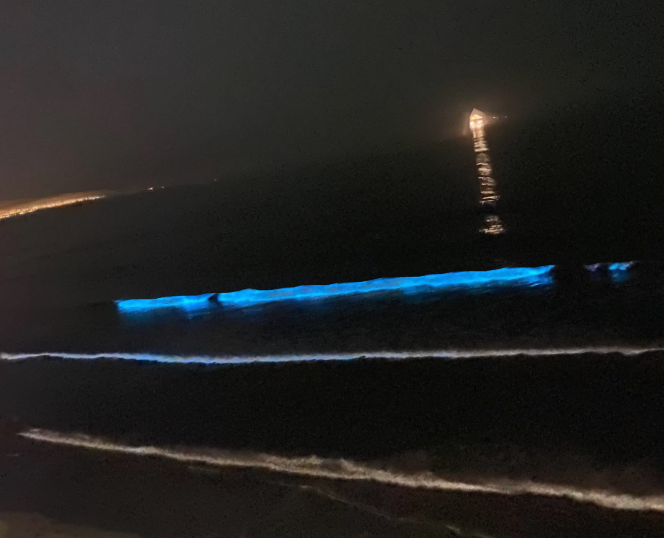 Why is the Ocean Glowing? - Coronado Times