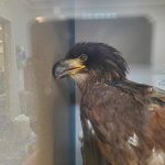 Bald Eagle inside ICU 07052020