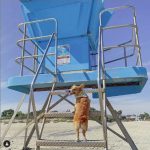 Chamber image DogBeach_Coronado_Ziggy_