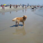 Coronado dog beach