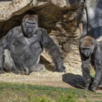 Gorilla Troop at the San Diego Zoo Safari Park Test Positive for COVID-19The great apes continue to be observed closely by the San Diego Zoo Global veterinary teamMembers of the Gorilla Troop at the San Diego Zoo Safari Park have tested positive for SA