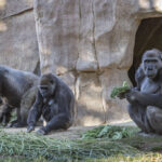 Gorilla Troop at the San Diego Zoo Safari Park Test Positive for COVID-19