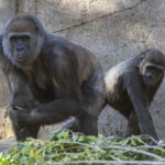 San Diego Zoo Safari Park Gorillas Recovering After SARS-CoV-2 DiagnosisApes’ Health Owed to Collaboration with Colleagues and Partner Organizations; Diagnosis Could Deepen Scientific Understanding of World Pandemic