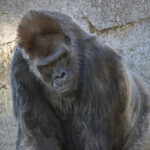 San Diego Zoo Safari Park Gorillas Recovering After SARS-CoV-2 Diagnosis