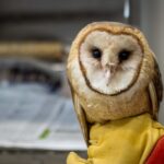 Barn Owl in care at San Diego Humane Society