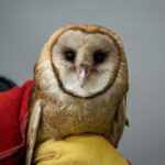 Barn Owl in care at San Diego Humane Society 2