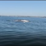 Surprise Whale Watching While on Paddle Board