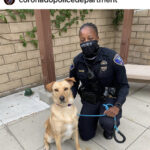 Police ~ dog