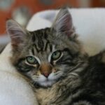 Scamp Kitten Pic