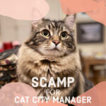 Scamp Profile Pic