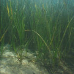 eelgrass