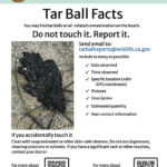 Tar Ball Facts