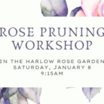 Annual Rose Pruning Workshop