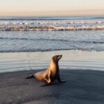 Seal Visitor Sunrise at the Lorton