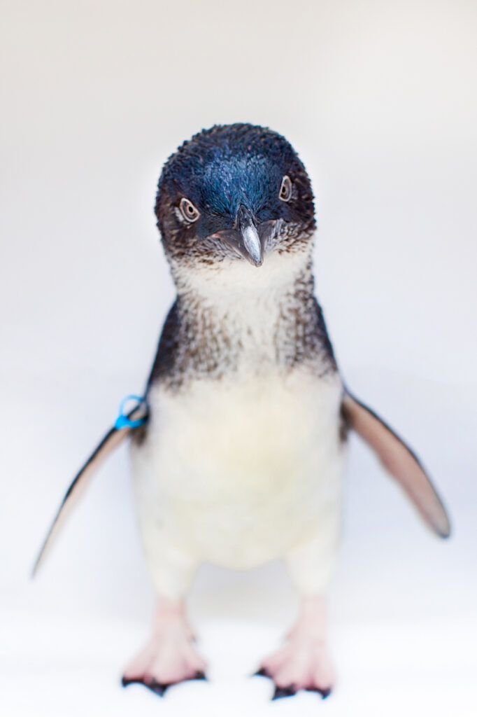 What Are the Names of the Blue Penguin Babies at NJ's Adventure Aquarium? –  NBC10 Philadelphia