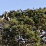 herons in tree