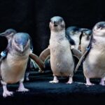 The Beyster Family Little Blue Penguins Habitat Will Open at Birch Aquarium this Summer