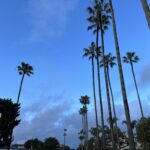 alameda_palms_coronado