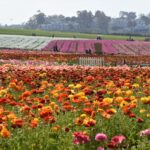 flower fields flowers