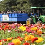 flower fields tractors