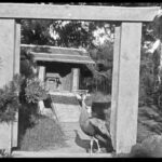 Peacock in Garden