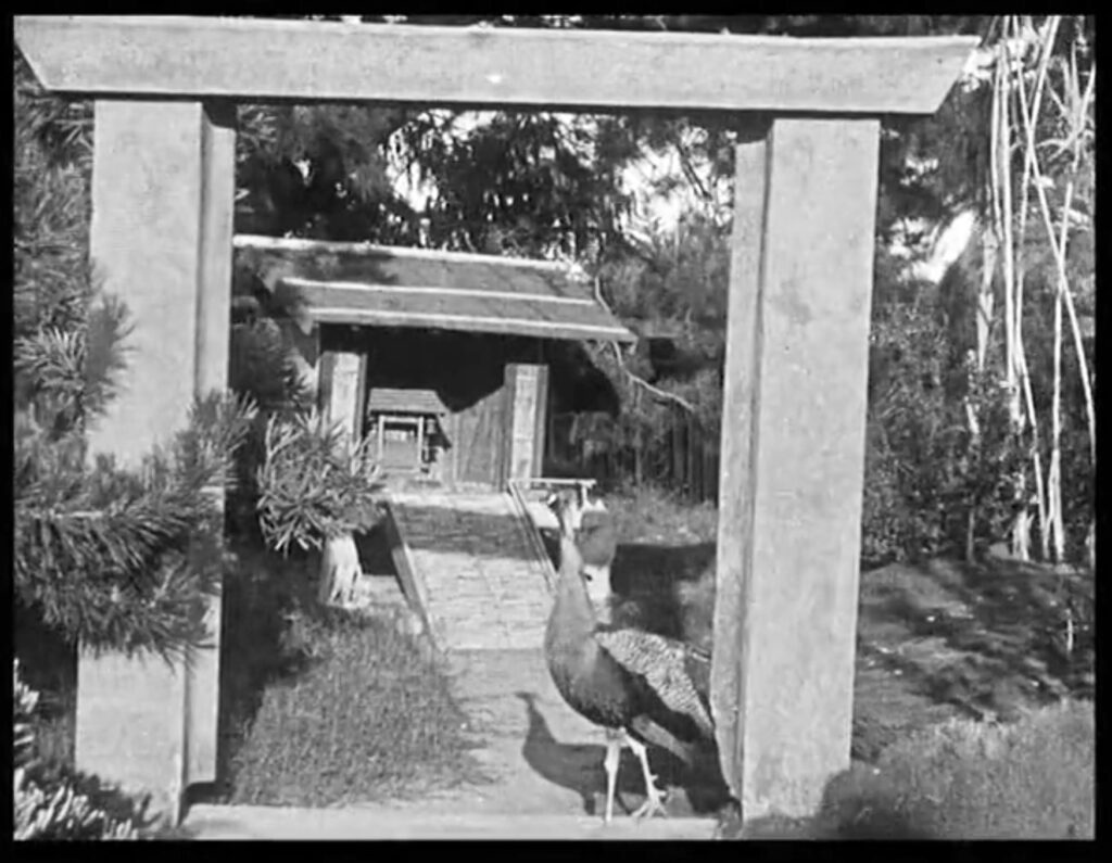Historic Photo of peacock in front of a building in Coronado's Tea Garden.